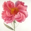 Picture of PINK PEONY FLOWER