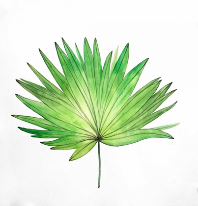 Picture of FAN PALM LEAF