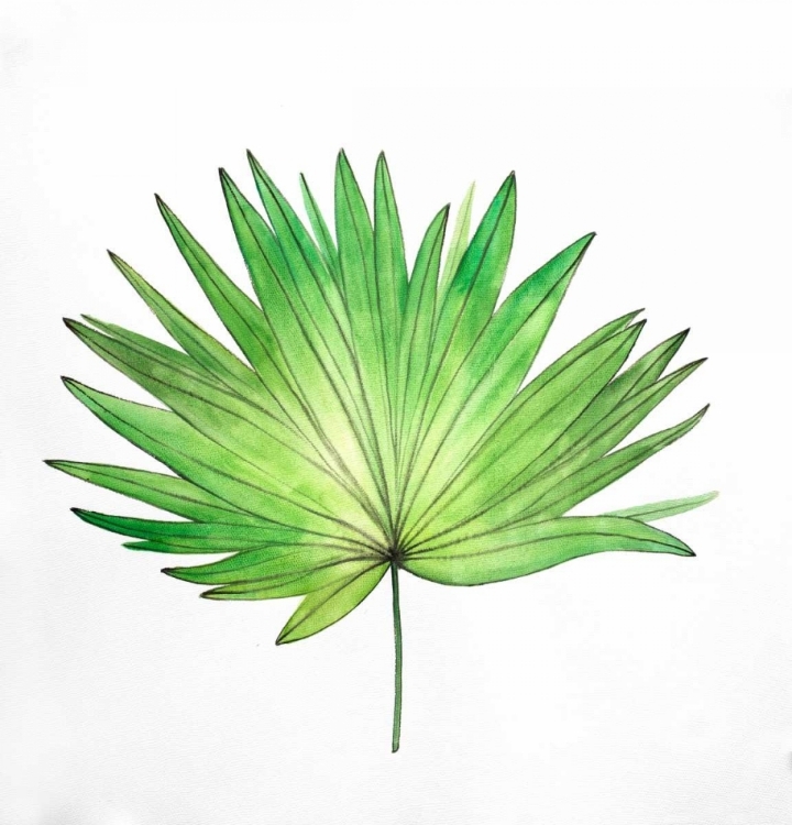 Picture of FAN PALM LEAF