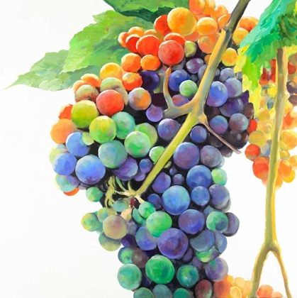 Picture of COLORFUL BUNCH OF GRAPES