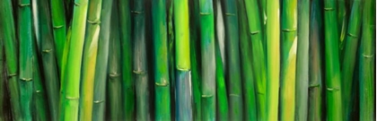 Picture of BAMBOO PLANT