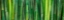 Picture of GREEN BAMBOO