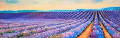 Picture of LAVENDER FIELDS