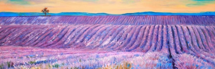 Picture of LANDSCAPE OF A FIELD OF LAVENDER