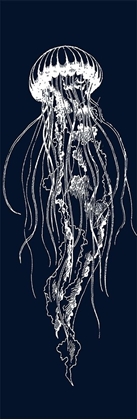 Picture of WHITE JELLYFISH ILLUSTRATION