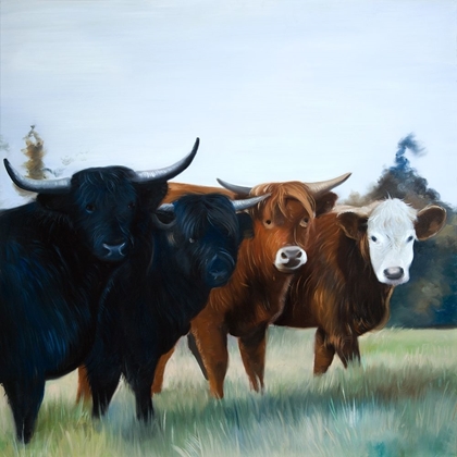 Picture of FOUR HIGHLAND COWS