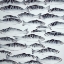 Picture of GRAY SHOAL OF FISH