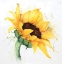 Picture of WATERCOLOR SUNFLOWER WITH PAINT SPLASH