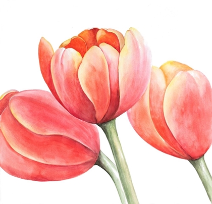 Picture of THREE TULIPS CLOSEUP
