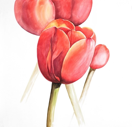Picture of BLOSSOMING TULIPS CLOSEUP