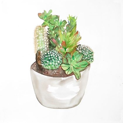 Picture of CACTUS ASSORTMENT IN A POT