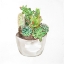 Picture of CACTUS ASSORTMENT IN A POT