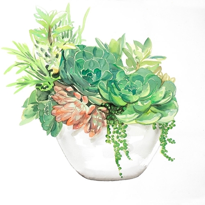 Picture of SUCCULENT ASSORTMENT IN A POT