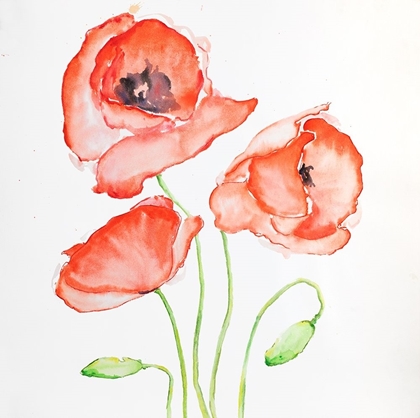 Picture of WATERCOLOR POPPIES