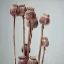 Picture of SEPIA POPPY HEAD PLANTS