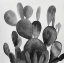 Picture of GRAYSCALE PADDLE CACTUS PLANT