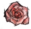 Picture of WATERCOLOR ROSE