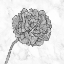Picture of BRIGHT PEONY
