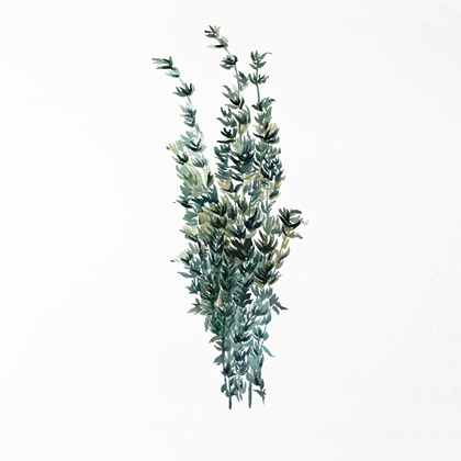 Picture of THYME LEAVES BUNDLE