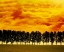Picture of AFTERGLOW I
