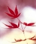 Picture of ARRANGEMENT OF THE LEAVES II