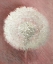 Picture of DANDELION CLOCK I