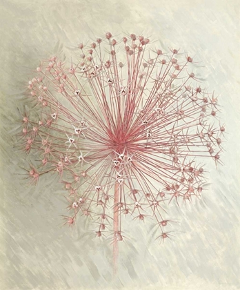 Picture of ALLIUM SEEDHEAD I