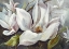 Picture of TENDER MAGNOLIAS I