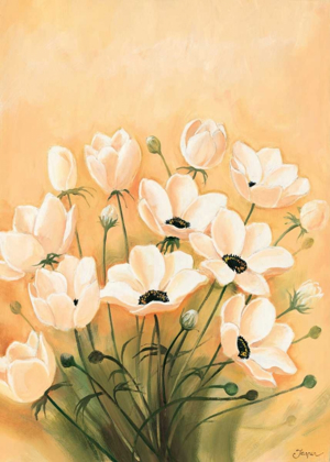 Picture of WHITE POPPIES 2-3