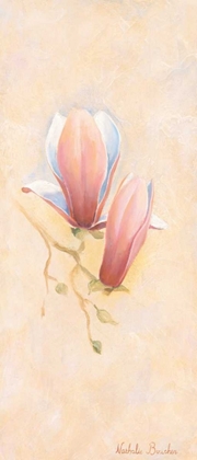 Picture of PINK MAGNOLIA 1-3