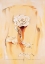 Picture of ROSE