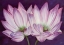 Picture of PURPLE LOTUS