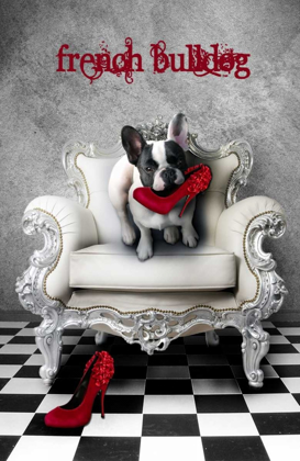 Picture of FRENCH BULLDOG