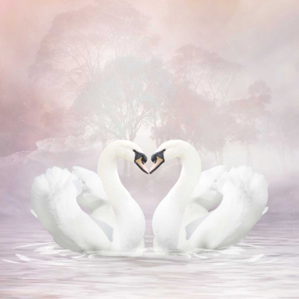 Picture of LOVE SWANS