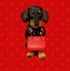 Picture of TECKEL RED