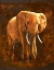 Picture of ELEPHANT 01
