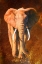 Picture of ELEPHANT 02
