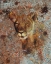 Picture of LION