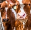 Picture of SPRING COWS 1