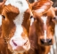 Picture of SPRING COWS 2