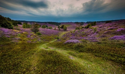 Picture of LANDSCAPE IN PURPLE