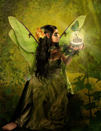 Picture of FAIRY 16