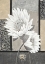 Picture of WHITE WATERLILY