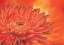 Picture of RED FLOWER I