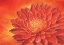 Picture of RED FLOWERS II