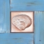 Picture of SCALLOP SHELL