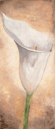 Picture of CALLA LILLY I