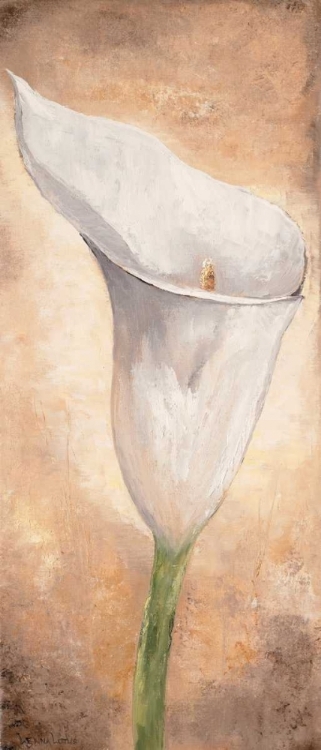 Picture of CALLA LILLY I