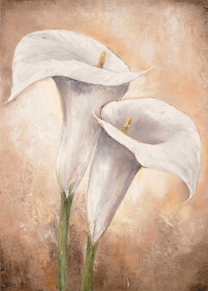 Picture of CALLA LILLY II