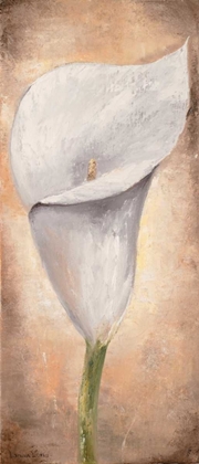 Picture of CALLA LILLY III